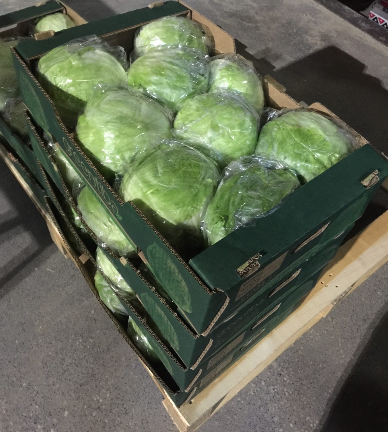 Iceberg Lettuce Green Tiba