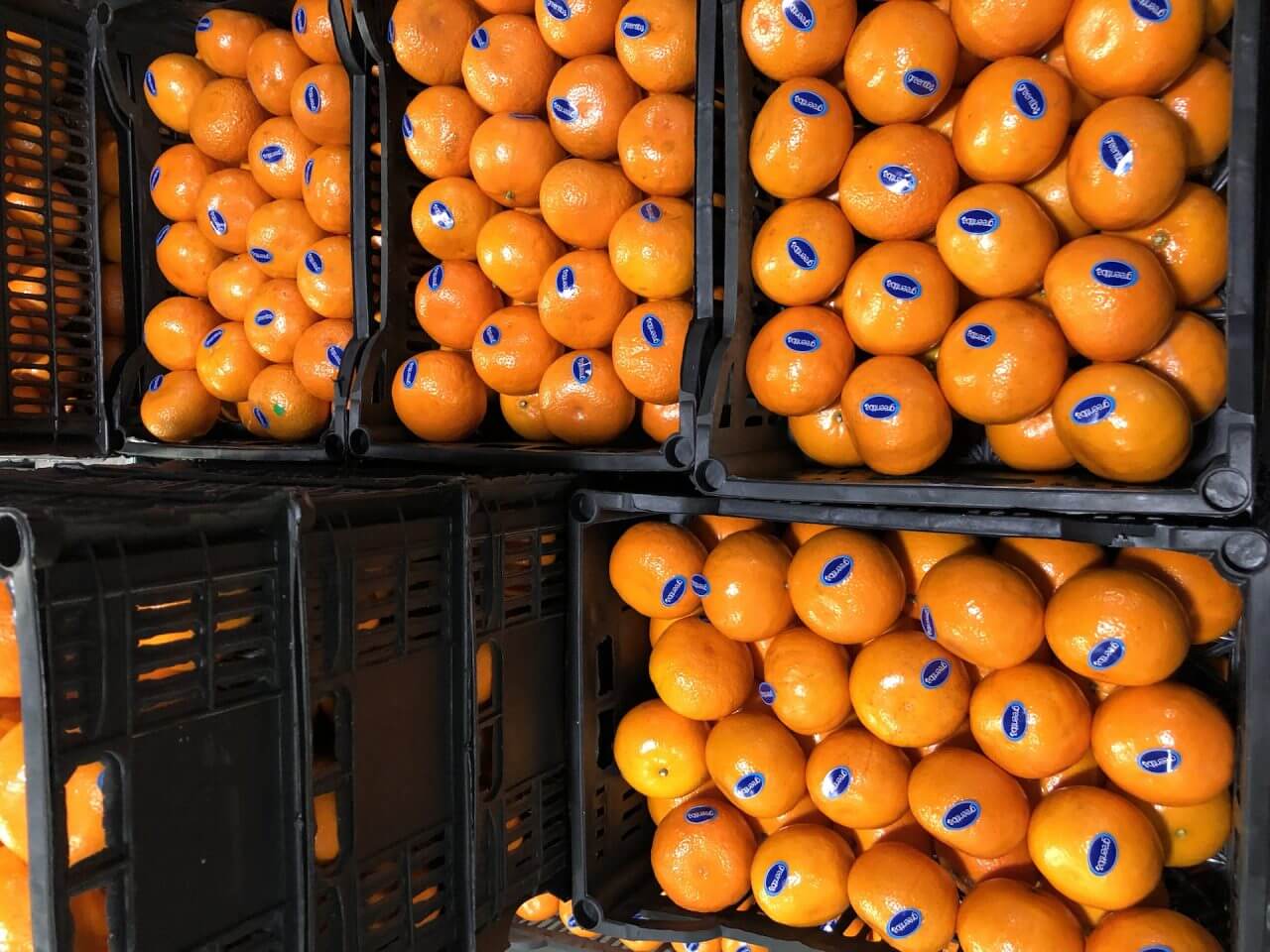 Honey Murcott | Green Tiba